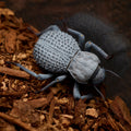 A. verrucosus 