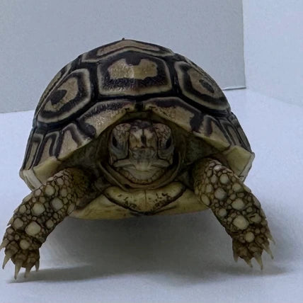 Leopard Tortoise