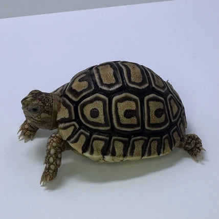 Leopard Tortoise