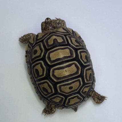 Leopard Tortoise