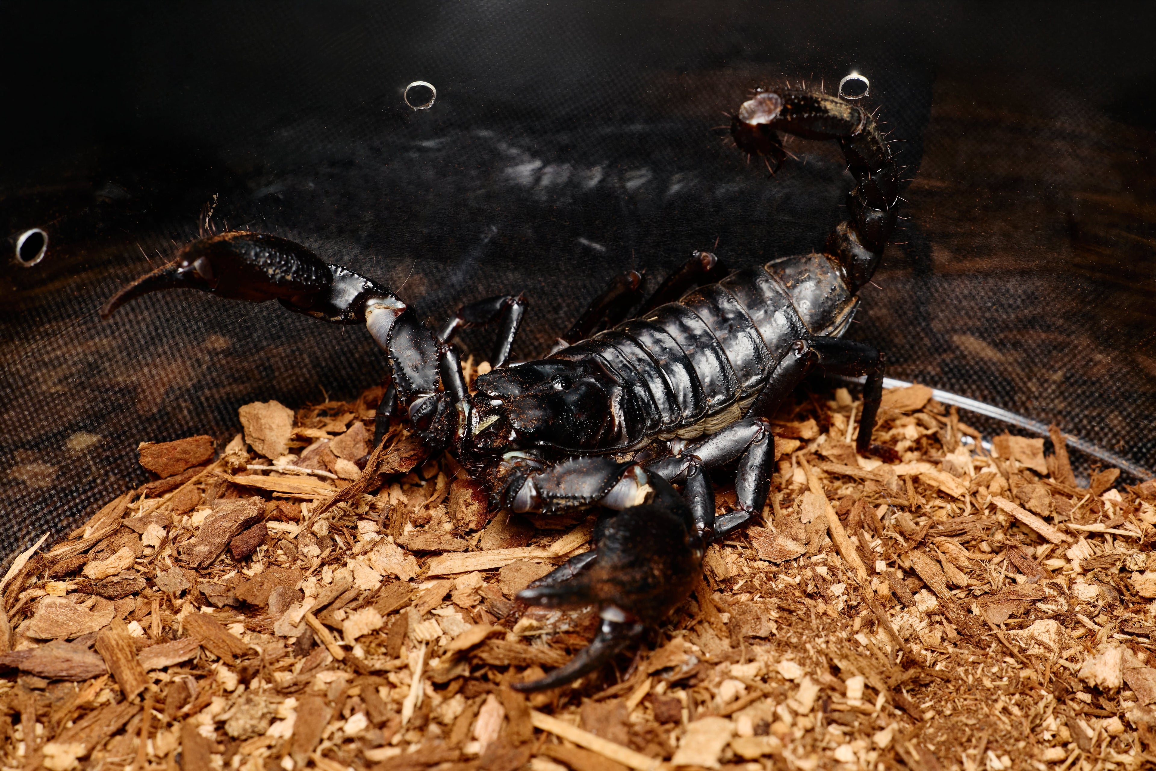 Asian Black Forest Scorpions