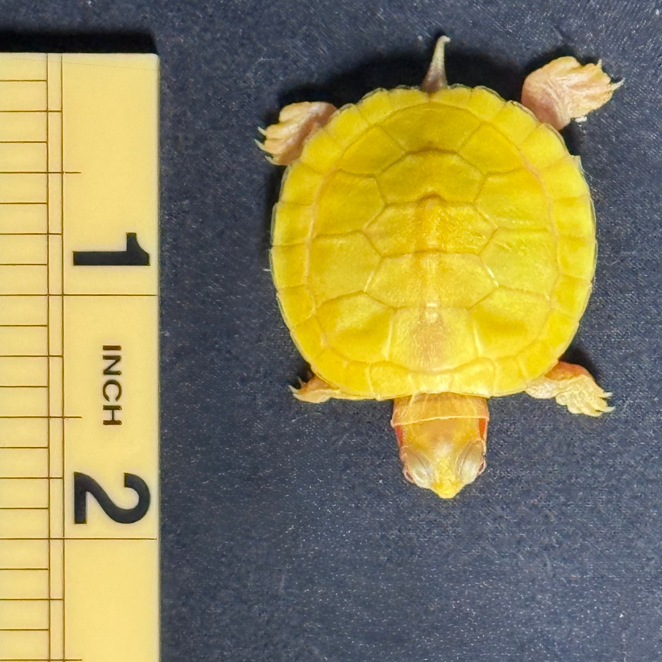 Albino Red Ear Slider