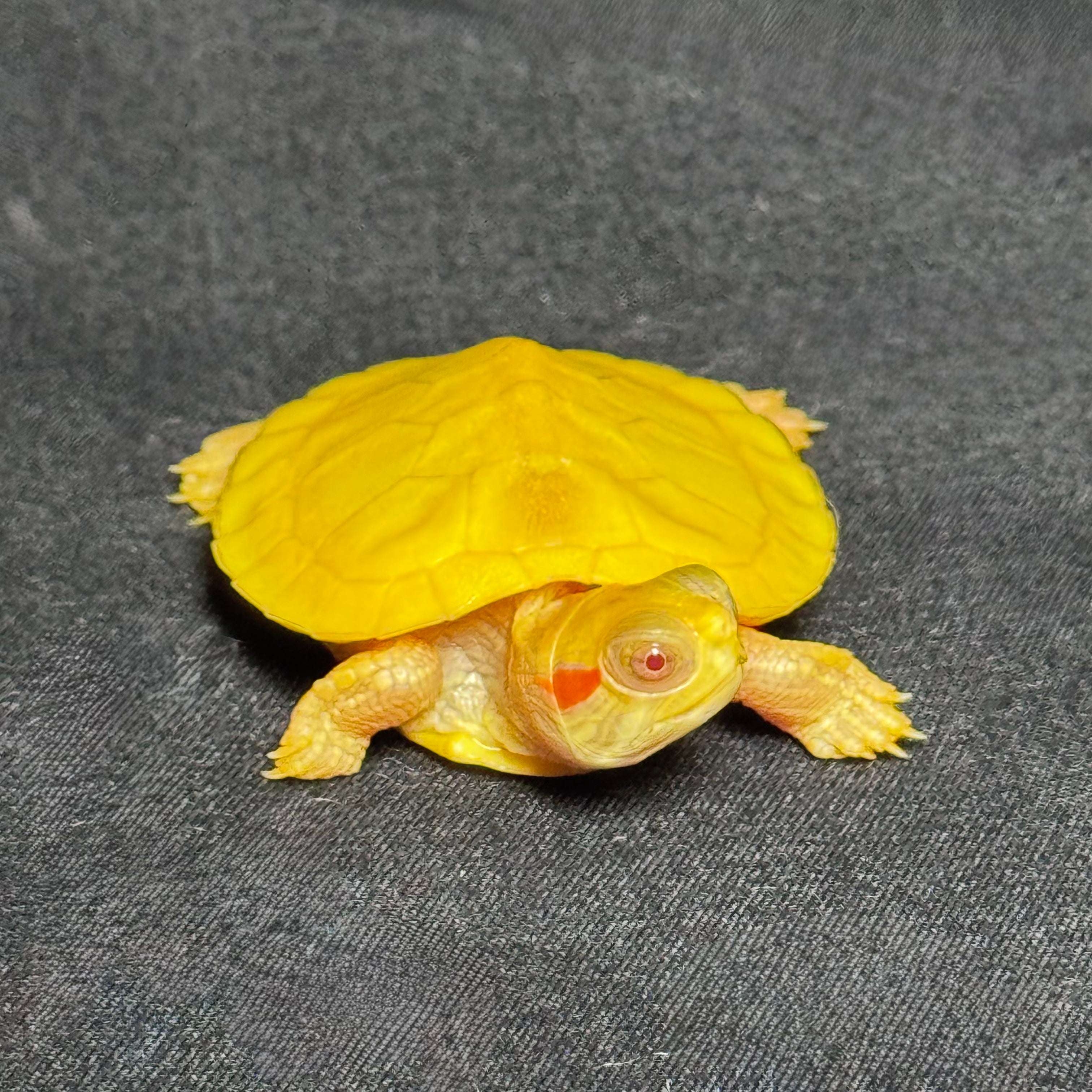Albino Red Ear Slider