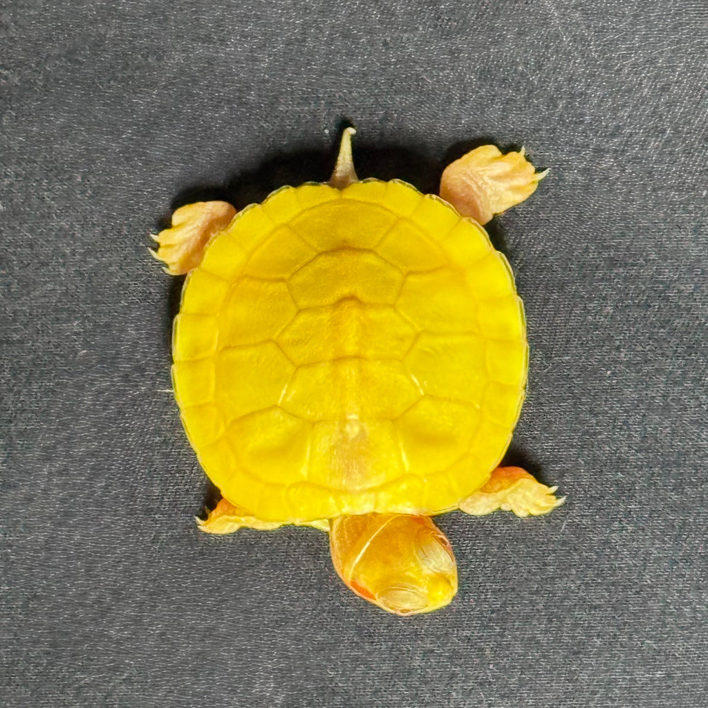 Albino Red Ear Slider