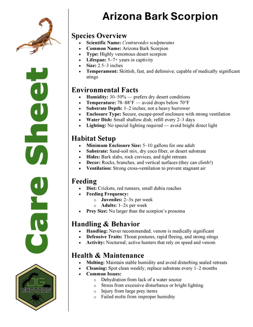 Arizona Bark Scorpion