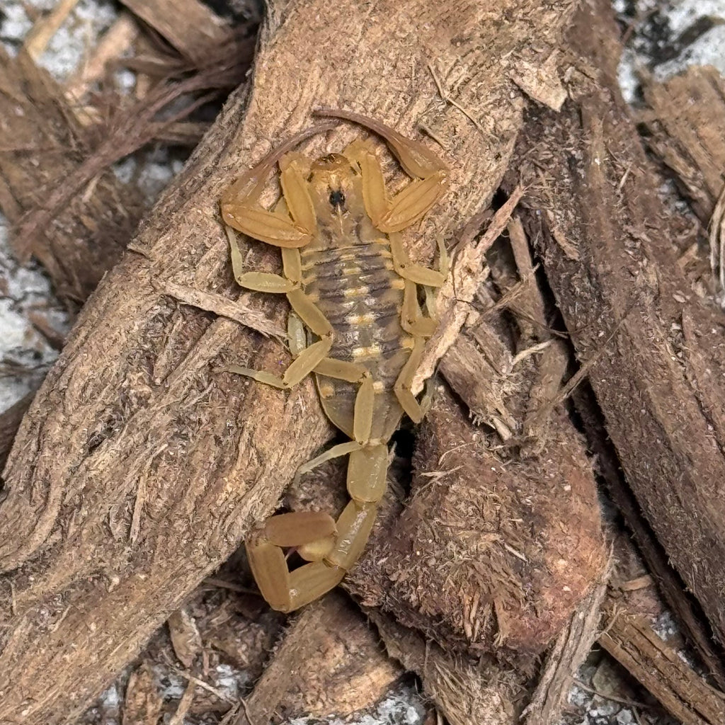 Arizona Bark Scorpion