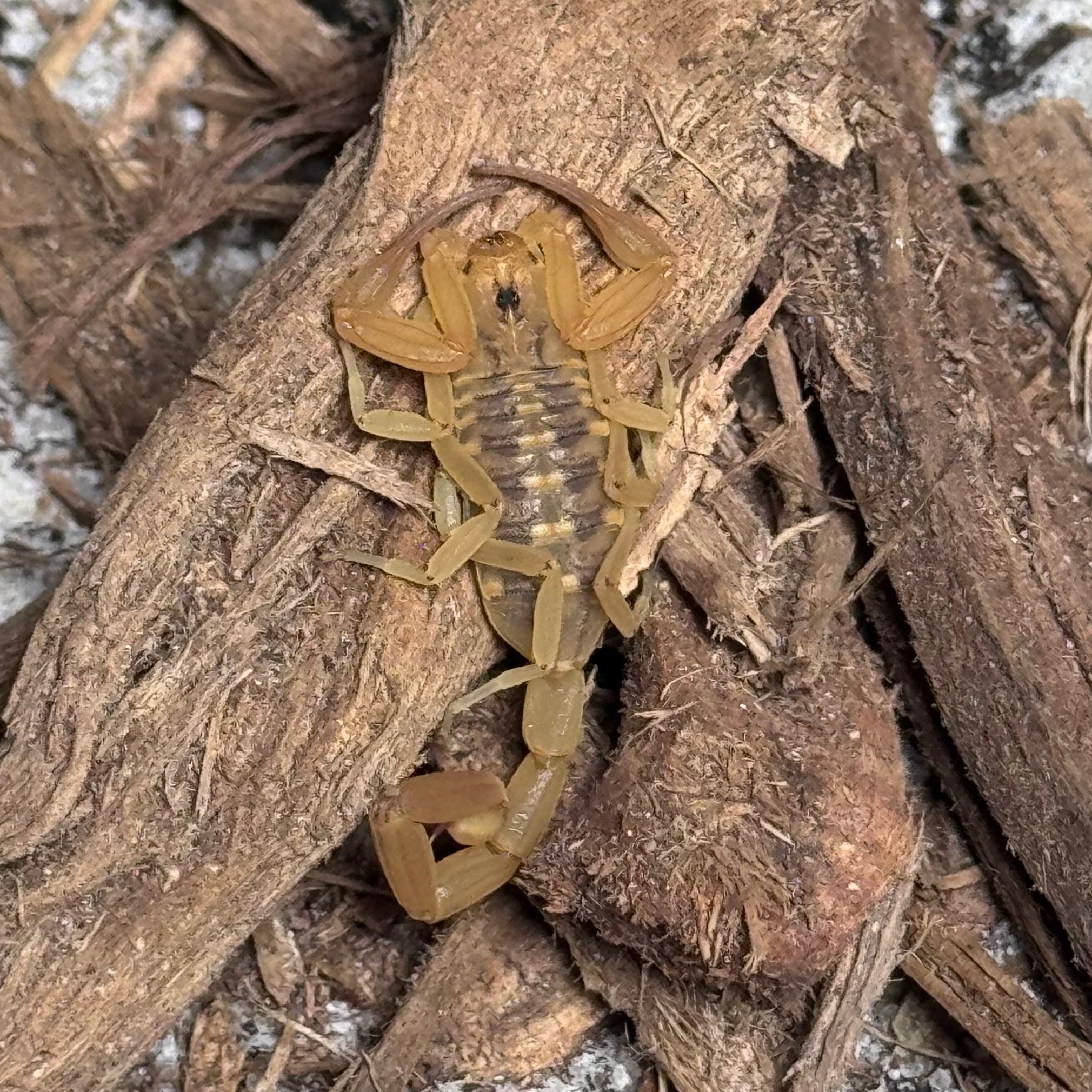 Arizona Bark Scorpion