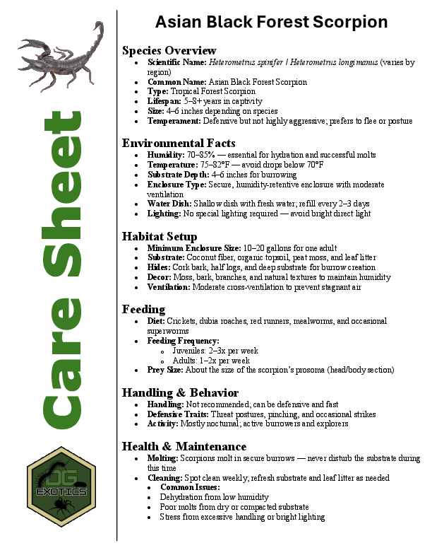 Asian Black Forest Scorpion Care Sheet