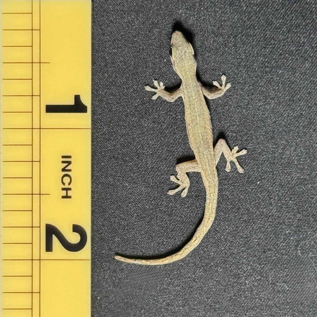 Cameroon Dwarf Gecko