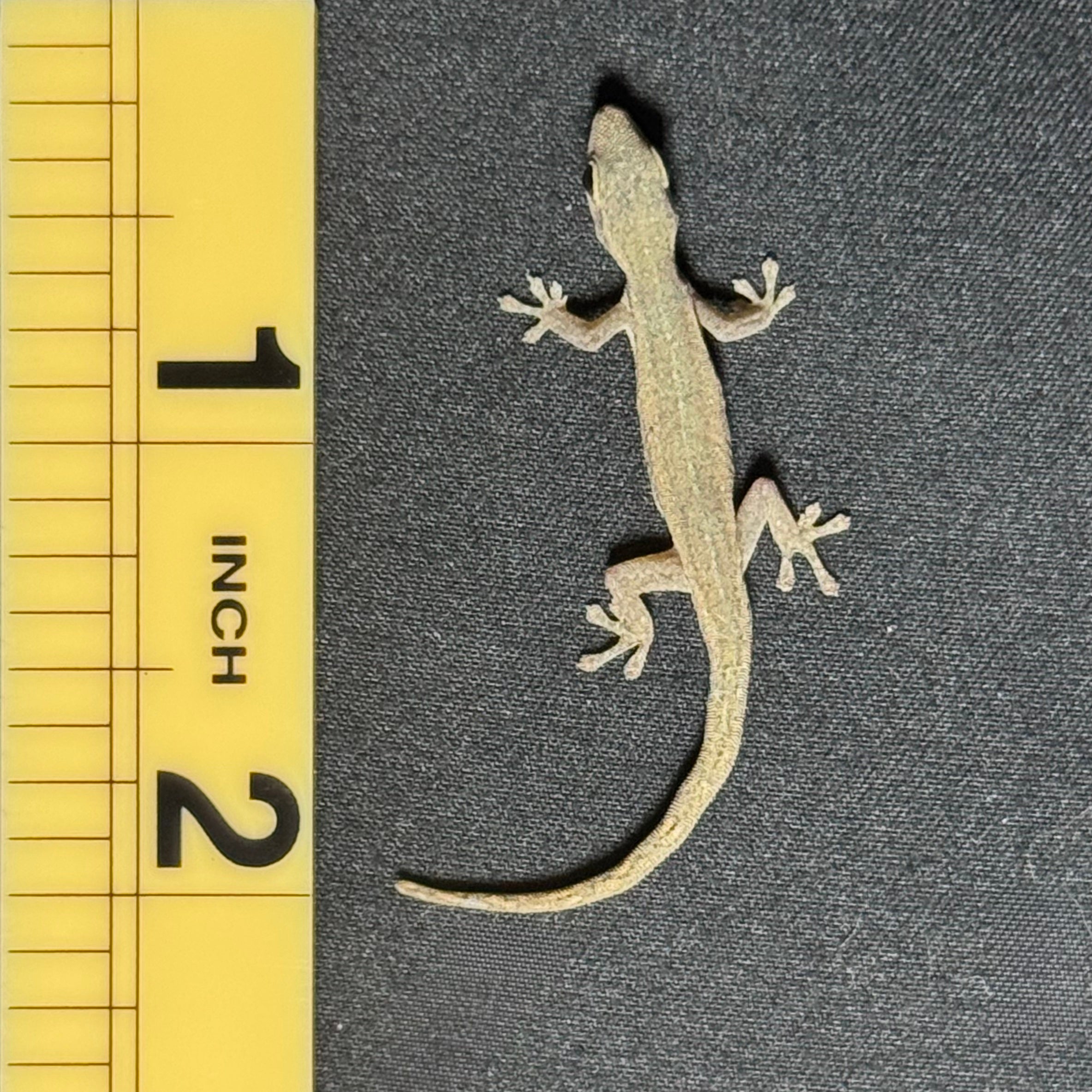 Cameroon Dwarf Gecko