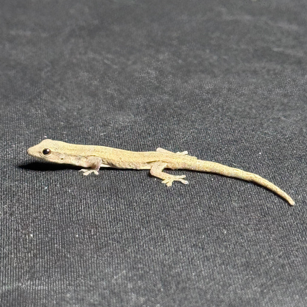 Cameroon Dwarf Gecko