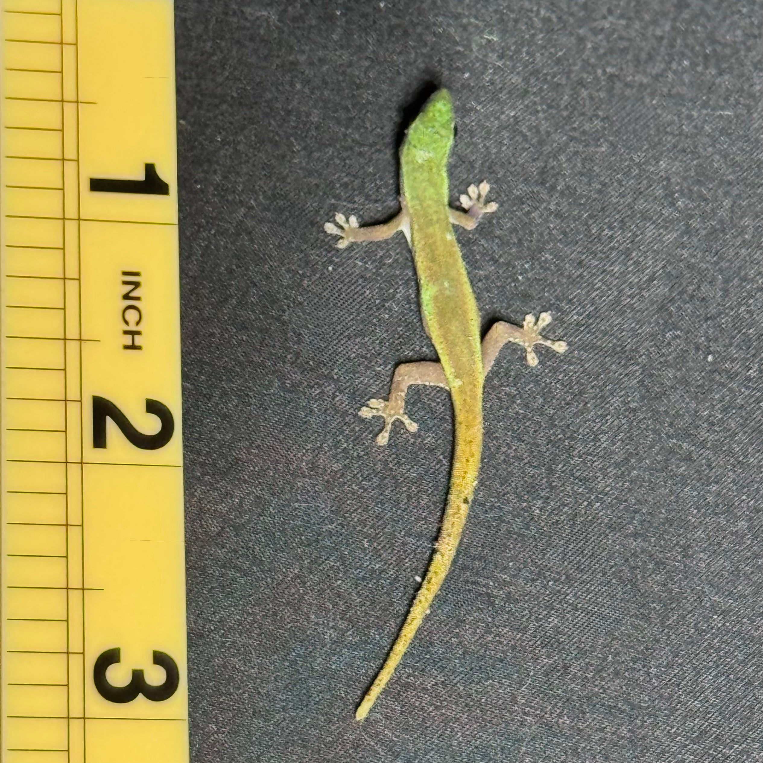 Cameroon Dwarf Gecko