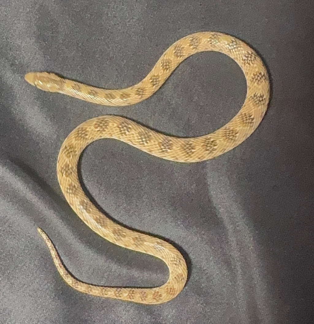 Crowned Leaf Nose Snake