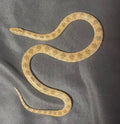 Crowned Leaf Nose Snake