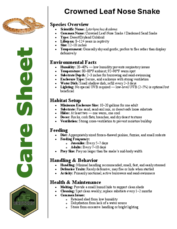 Crowned Leaf Nose Snake