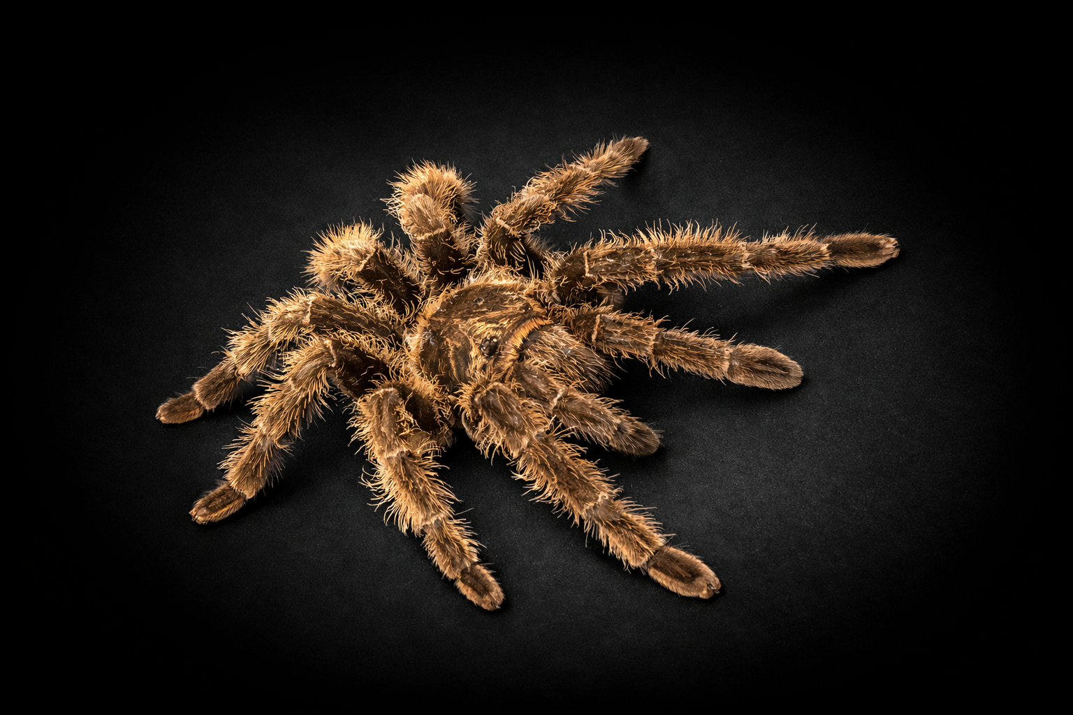 Curly Hair Tarantula
