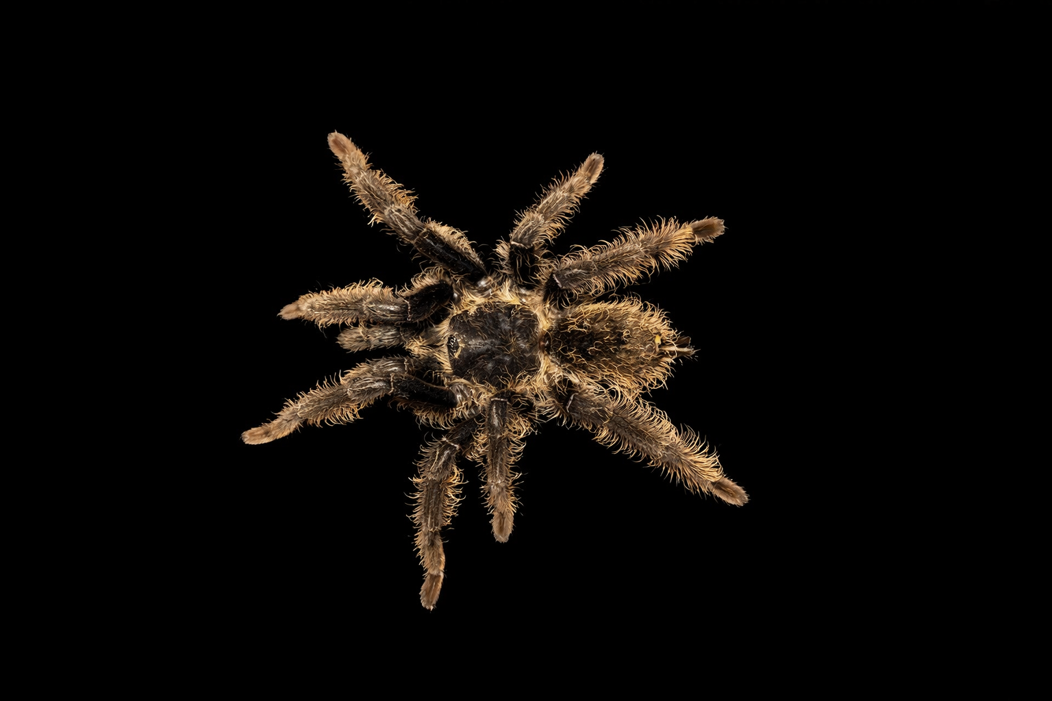 Curly Hair Tarantula