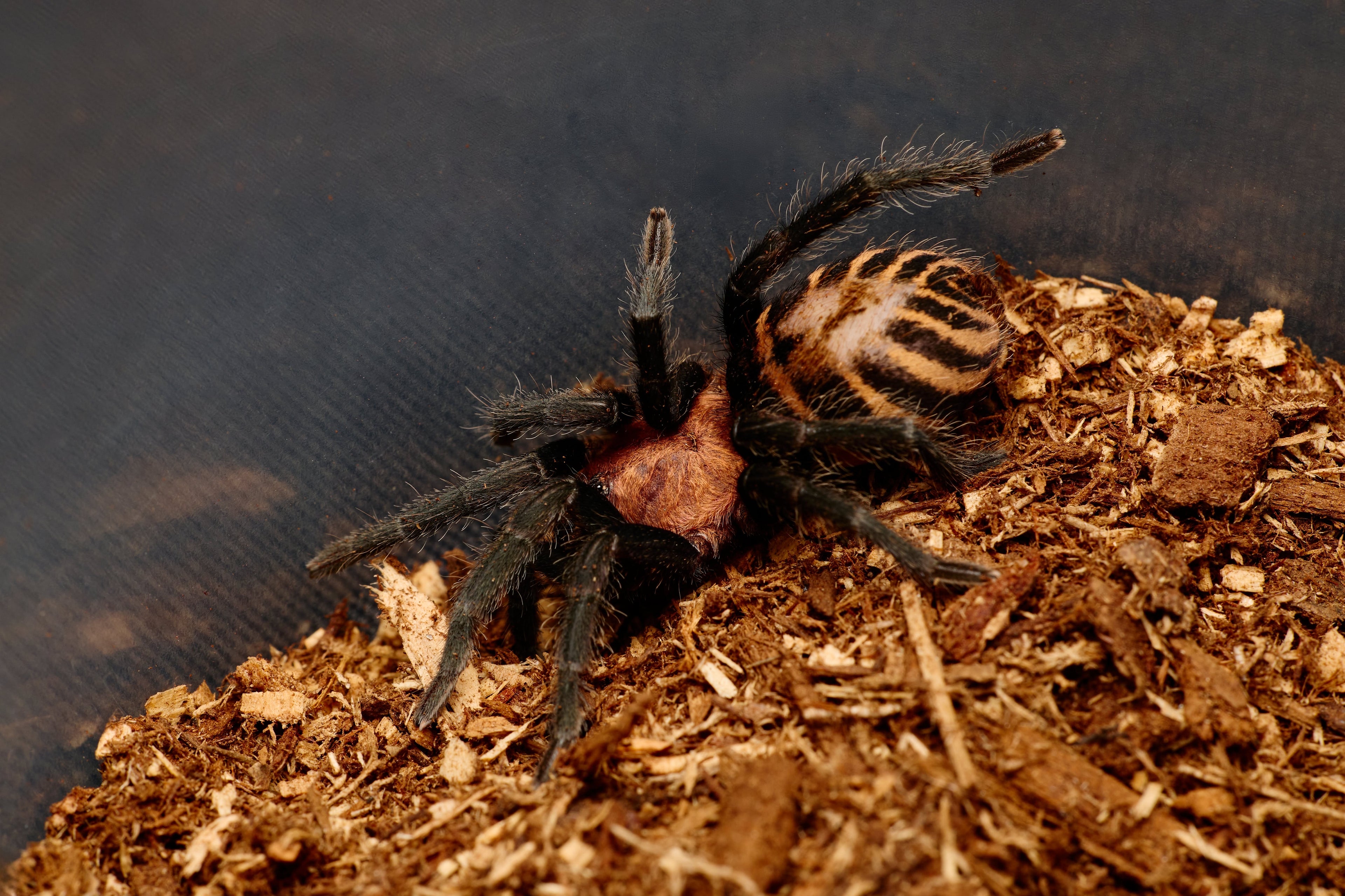Venezuelan Sun Tiger Tarantula