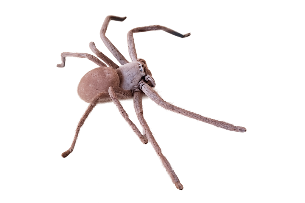 Desert Hunstman Spider