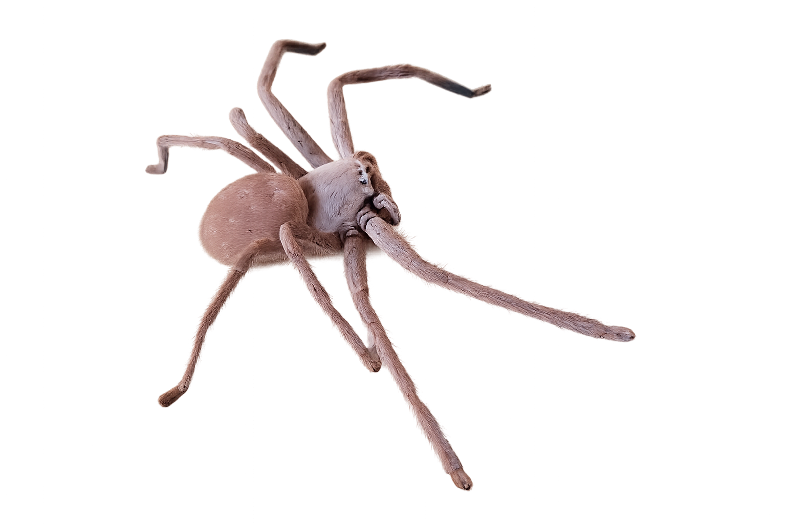Desert Hunstman Spider