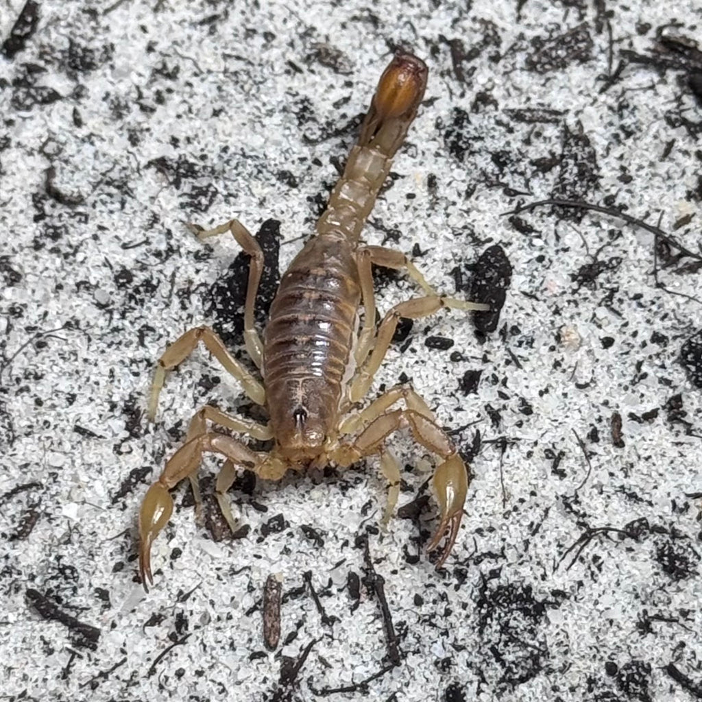 Desert Striped Tail Devil Scorpion
