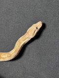 Fire T + Albino Boa