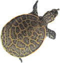 Florida Softshell Turtle