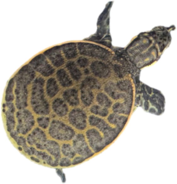 Florida Softshell Turtle