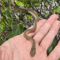 West African Egg-Eating Snake