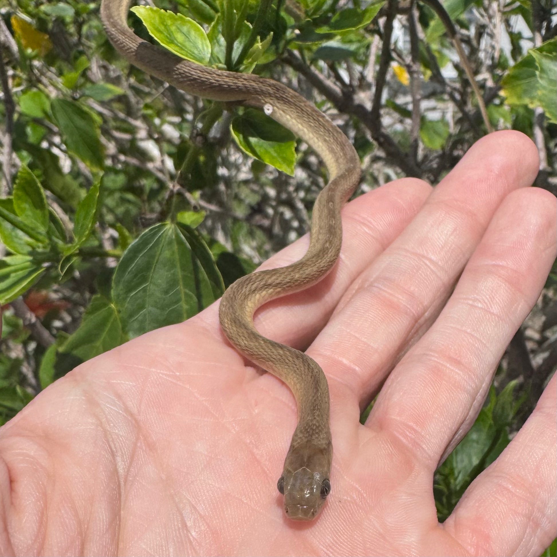 West African Egg-Eating Snake