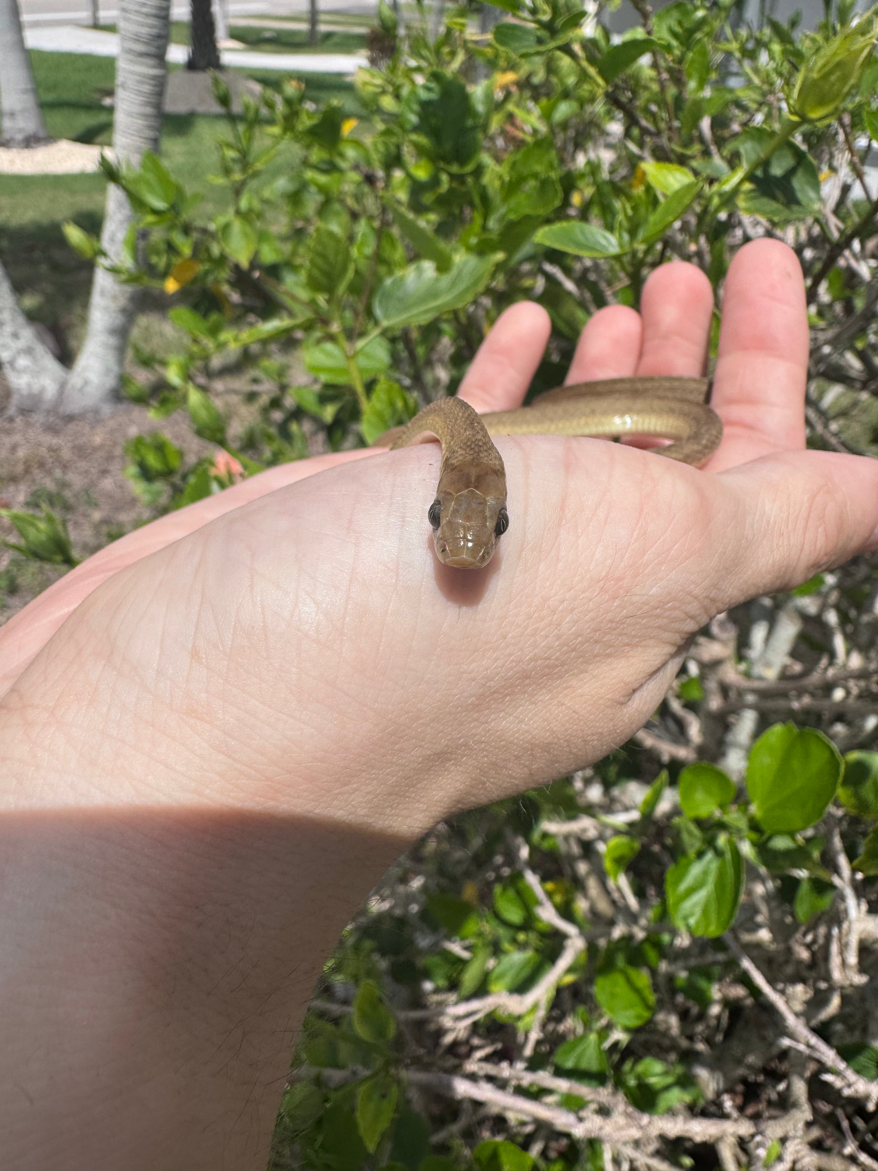 West African Egg-Eating Snake