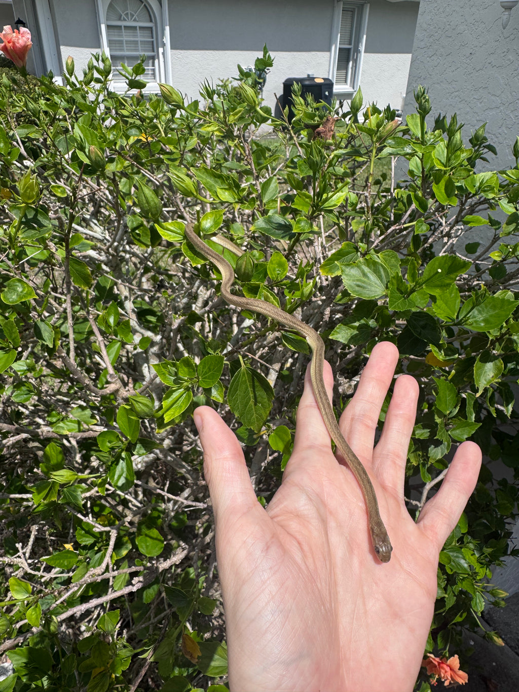 West African Egg-Eating Snake