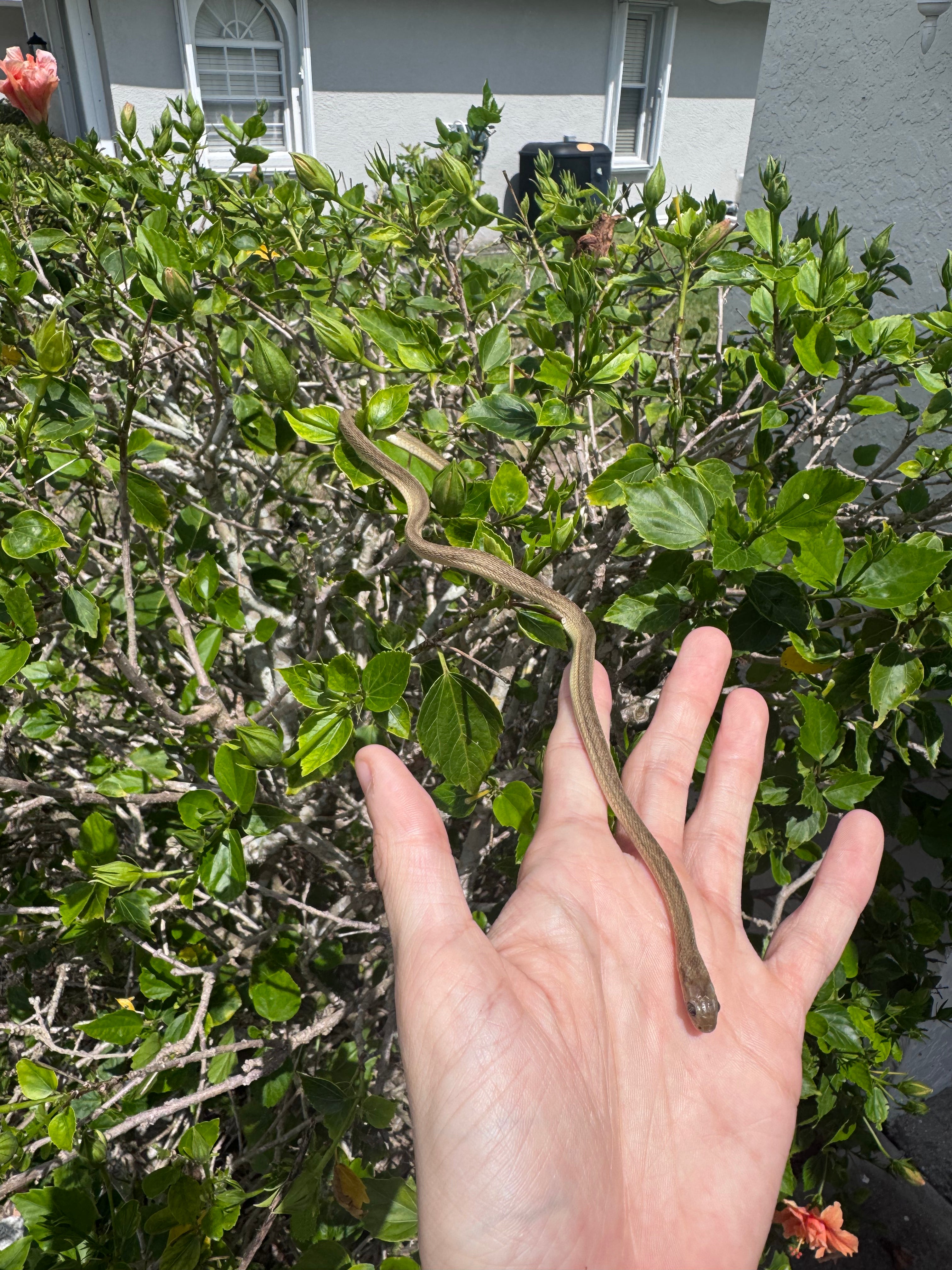 West African Egg-Eating Snake