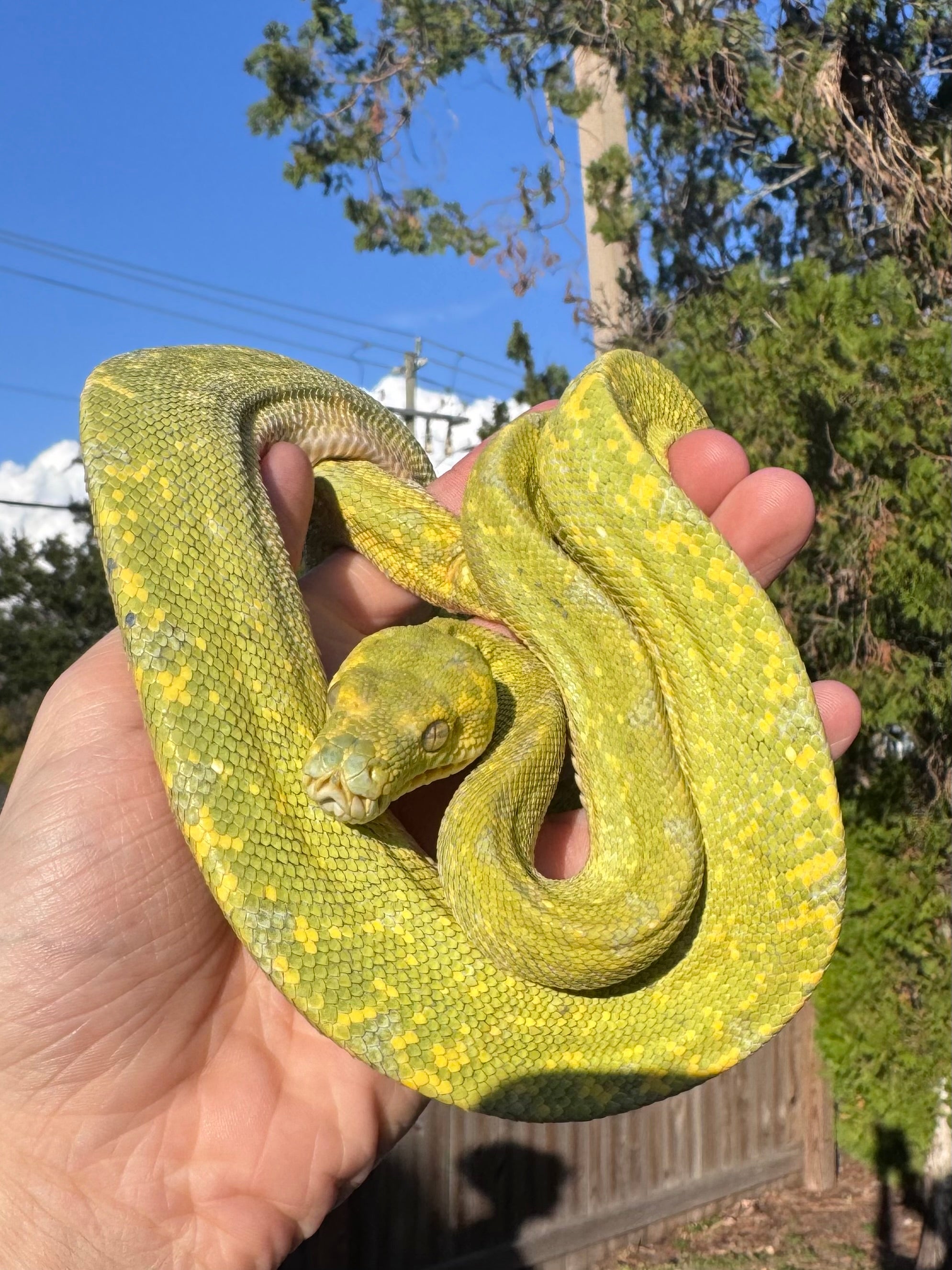 Green Tree Python♂