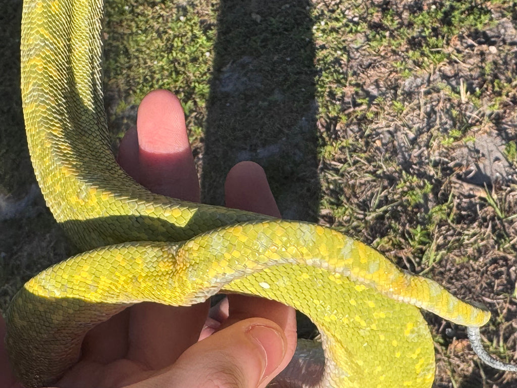 Green Tree Python♂