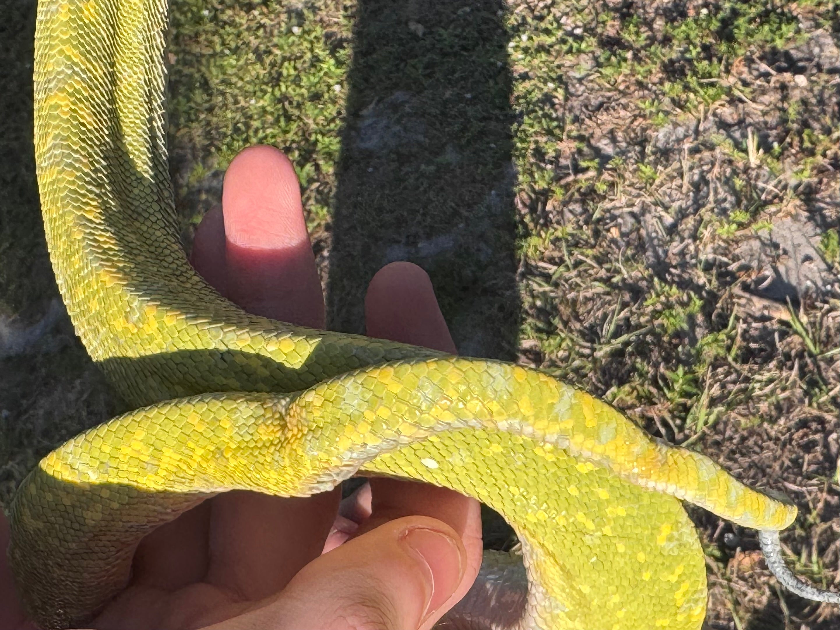 Green Tree Python♂