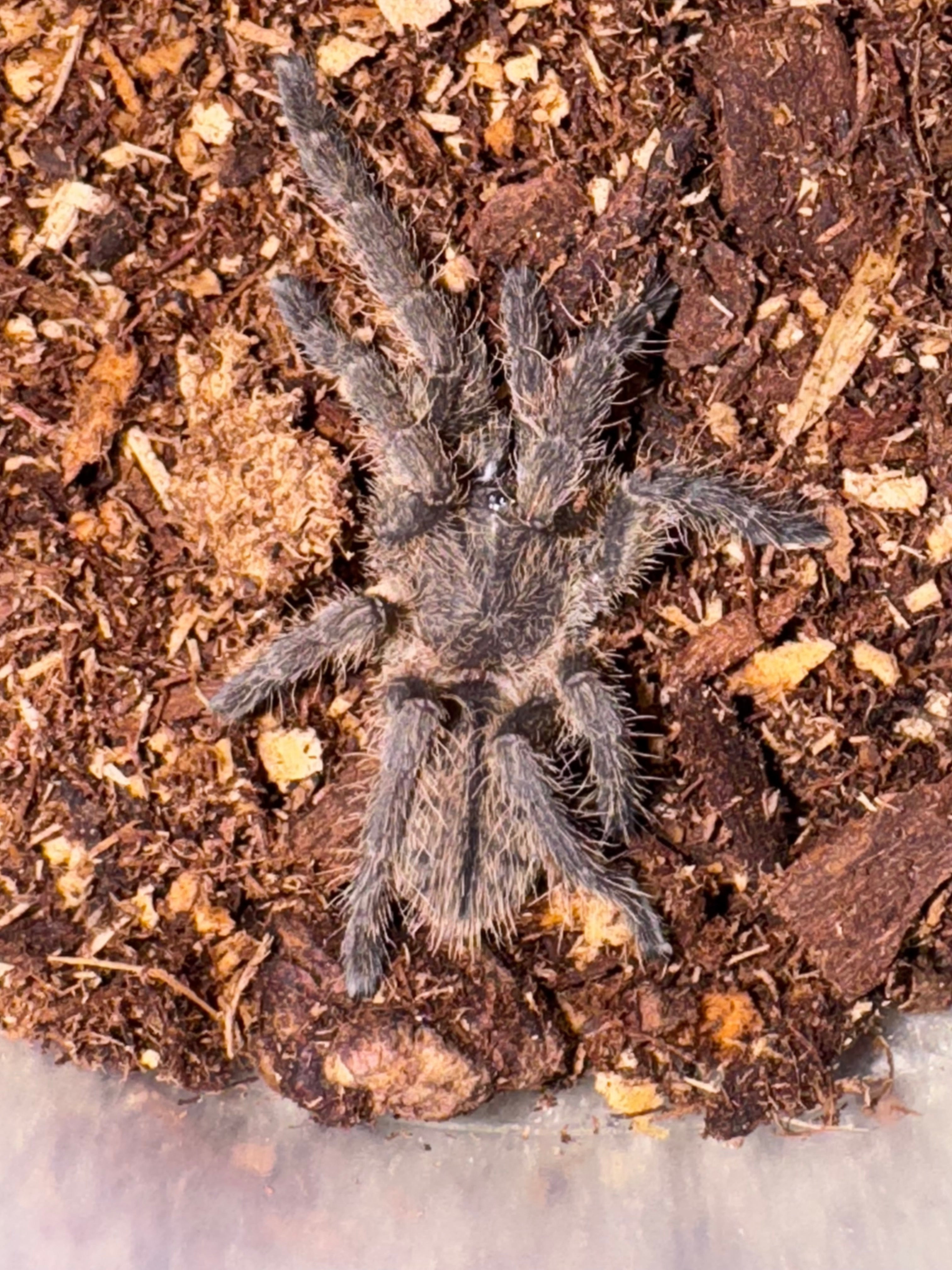Thailand Black Tarantula