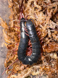 Gracille Centipede