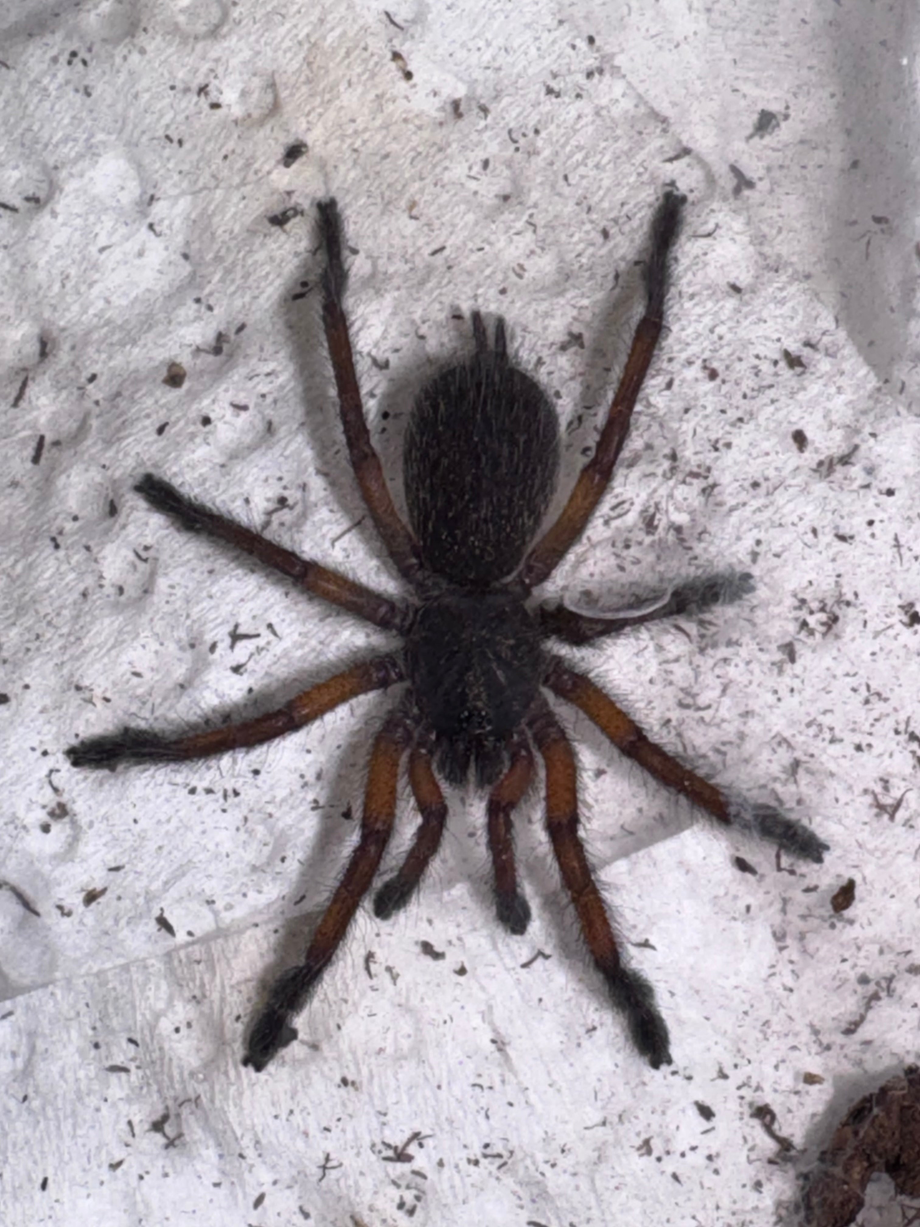 Golden Blue Leg Baboon Tarantula