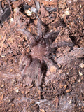 Indian Violet Tarantula