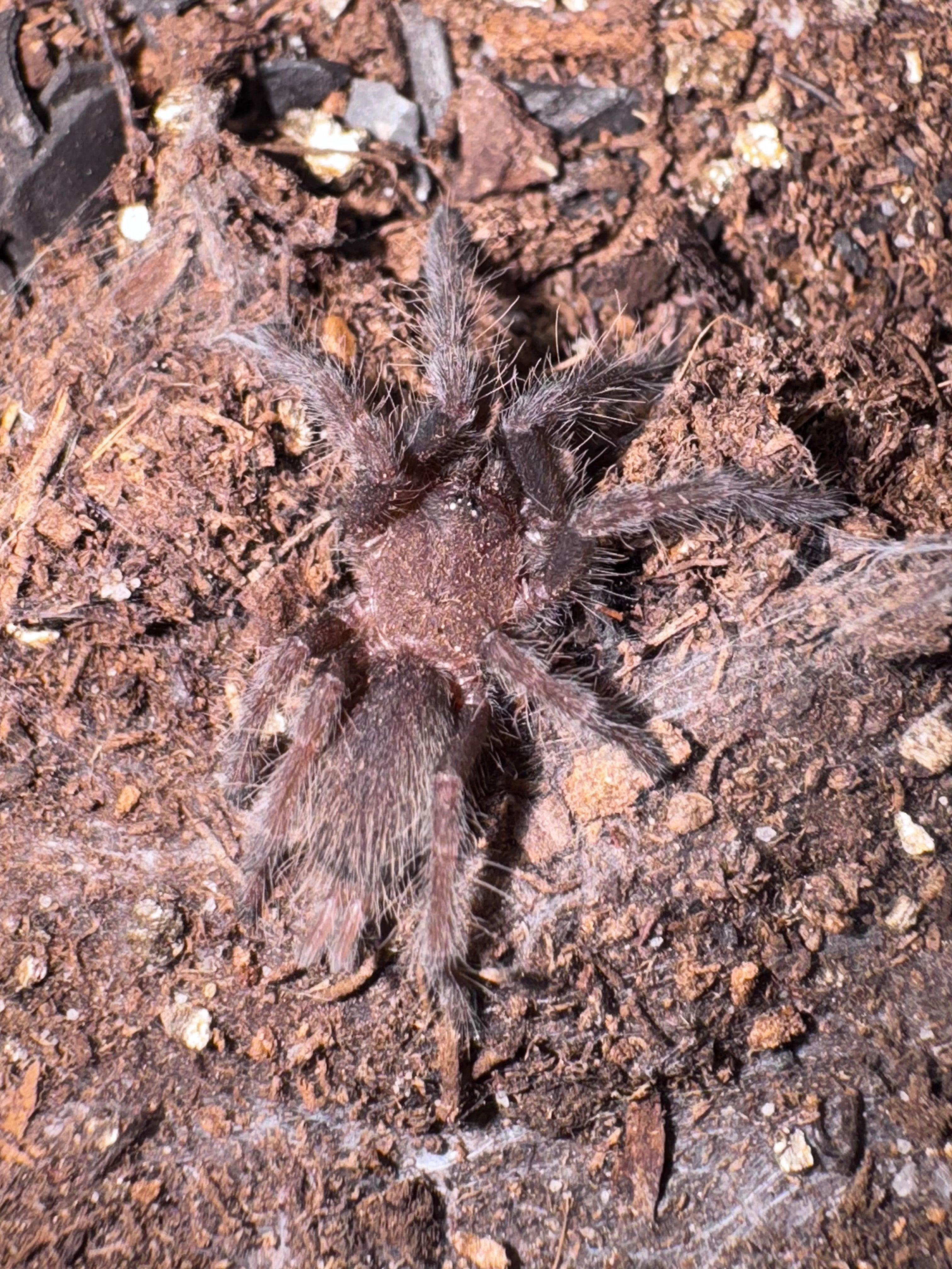Indian Violet Tarantula