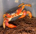 Halloween Vampire Crabs