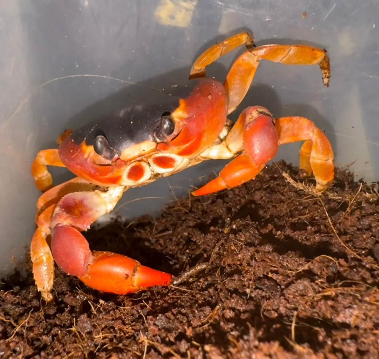 Halloween Vampire Crabs