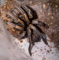 Thailand Zebra Leg Tarantula