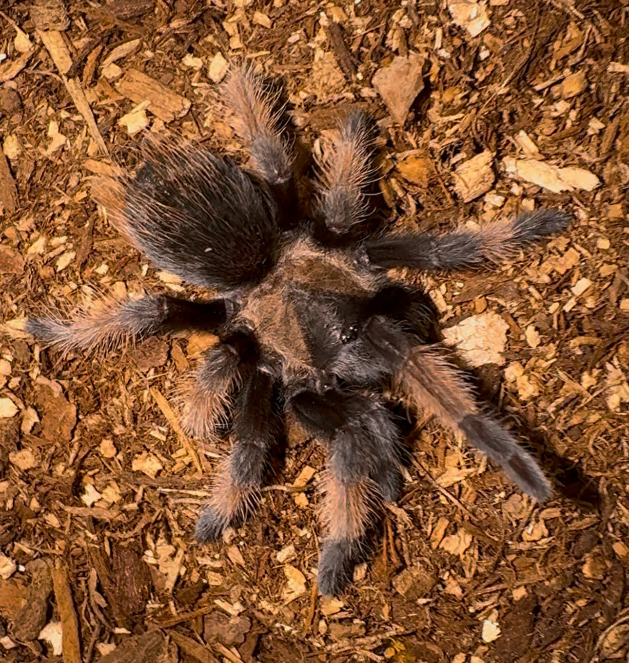 Mexican Red Leg Tarantula