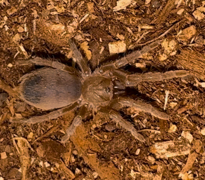 Costa Rican Zebra Tarantula (Stripe Knee Tarantula)