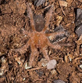 Chaco Golden Knee Tarantula