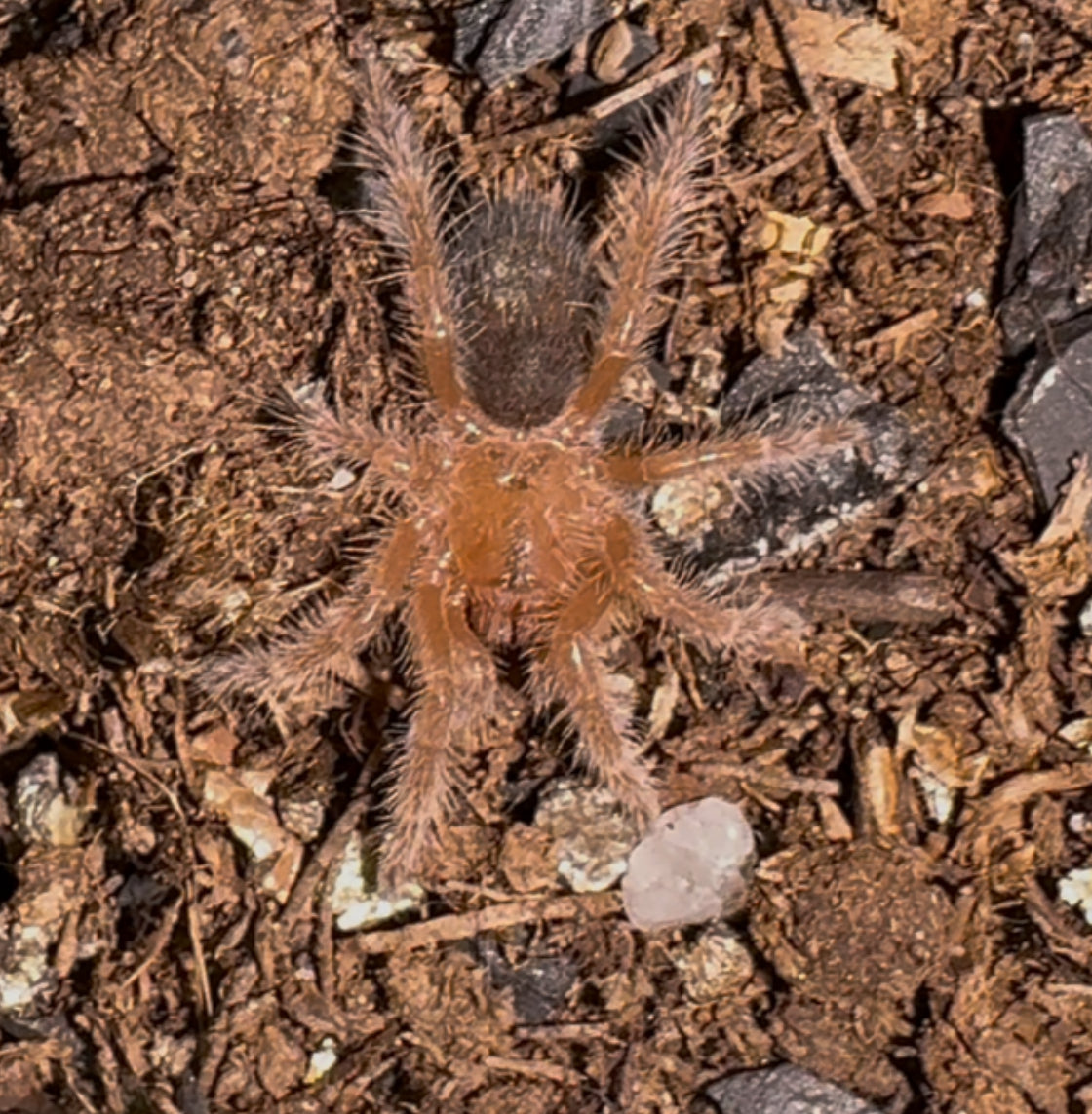Chaco Golden Knee Tarantula
