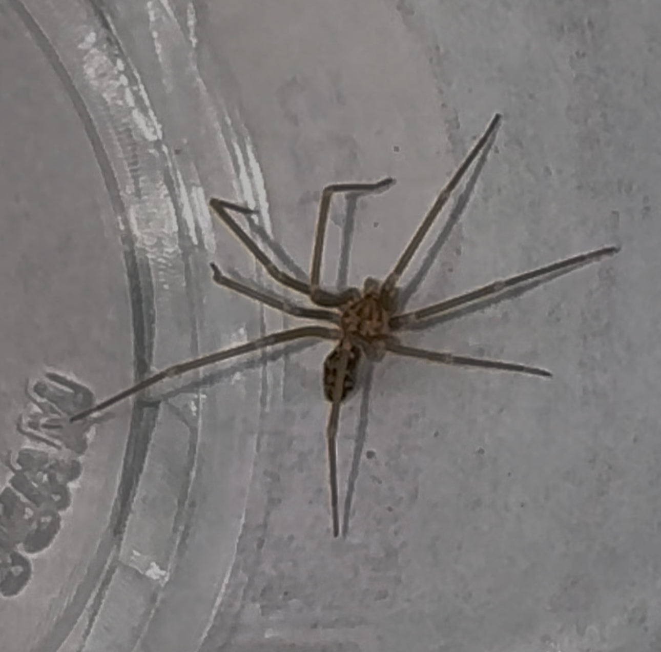 Northern Violin Spider