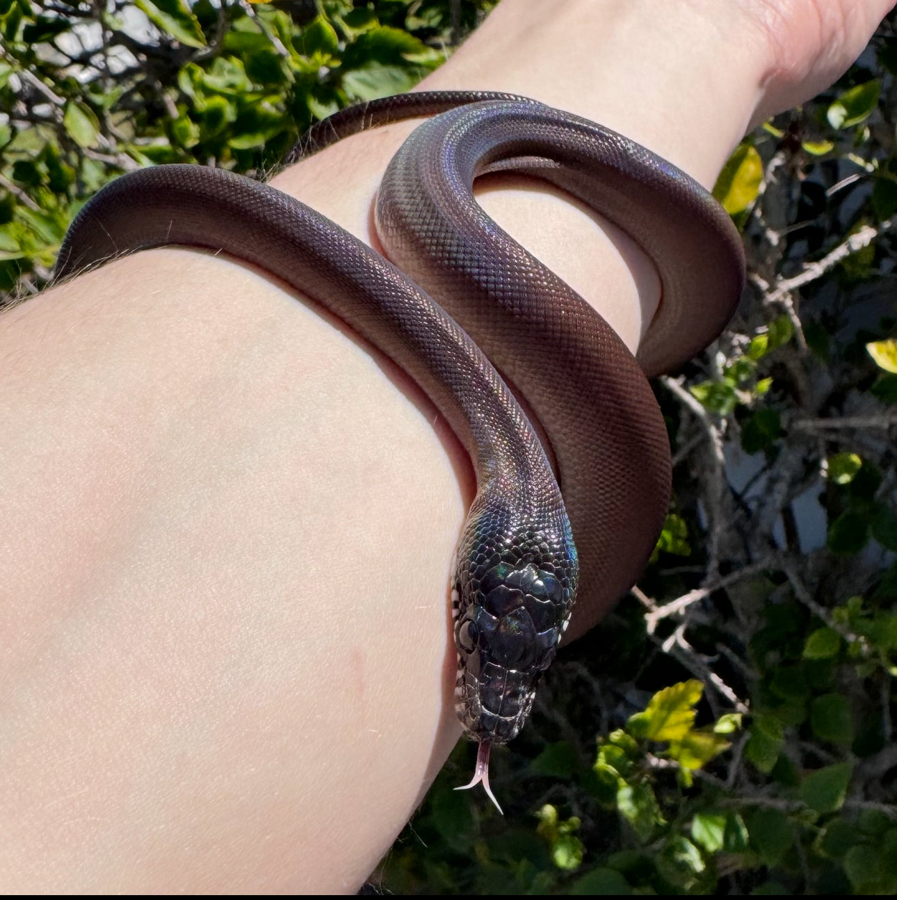 D'Alberts White Lipped Python♂